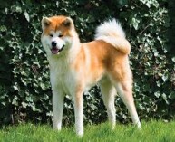 0 баскетбольных игр в Akita